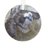 Bathing Osprey Ornament