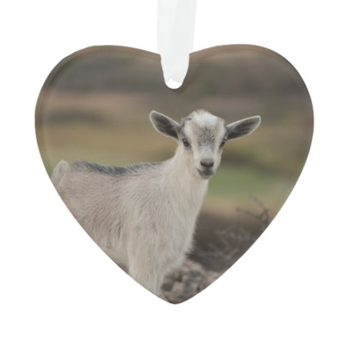 Adorable Kid Goat Ornament