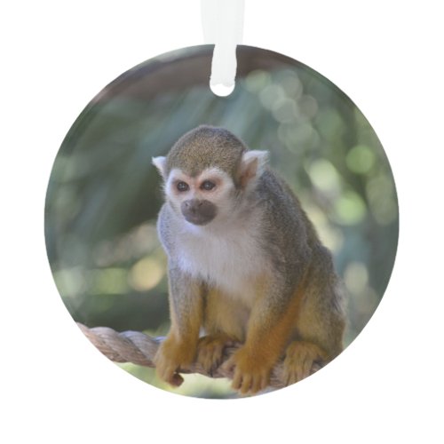 Inquisitive Squirrel Monkey Ornament