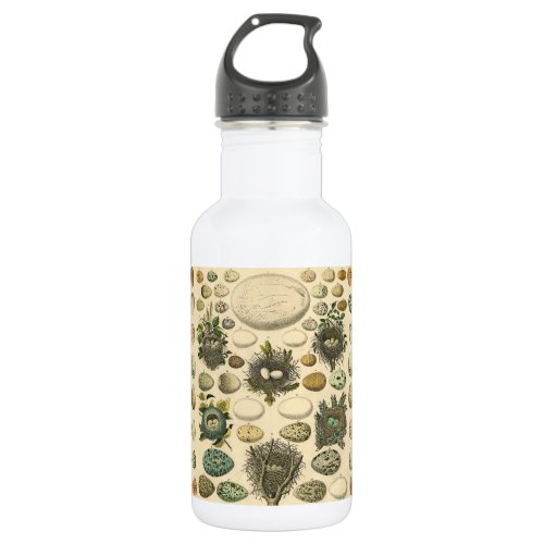 Vintage Bird Egg Nest Art Painting Natural History Stainless Steel Water Bottle